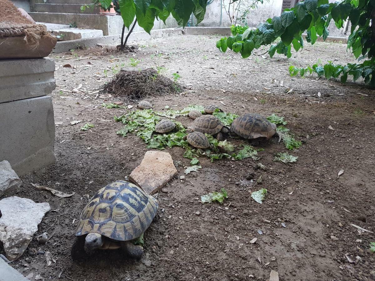 Villa Spanjol ラブ エクステリア 写真